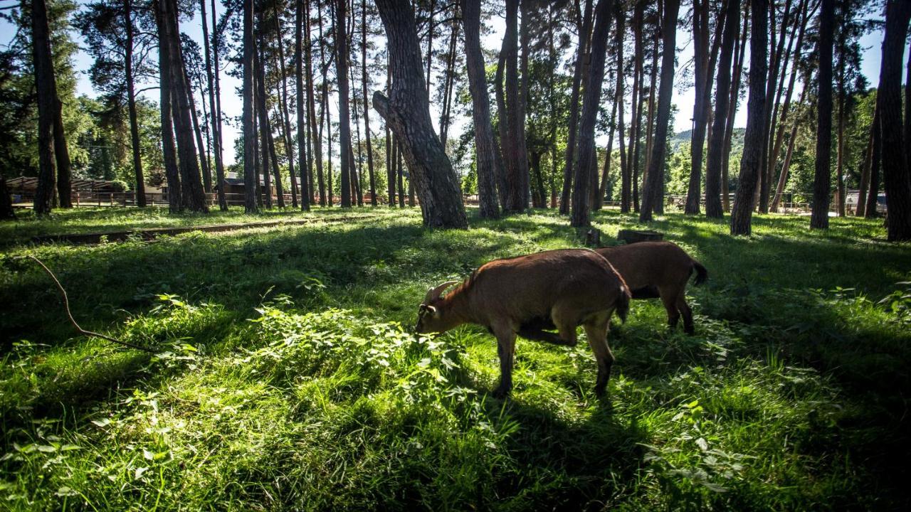 Hotel Sazavsky Ostrov Sázava Eksteriør billede
